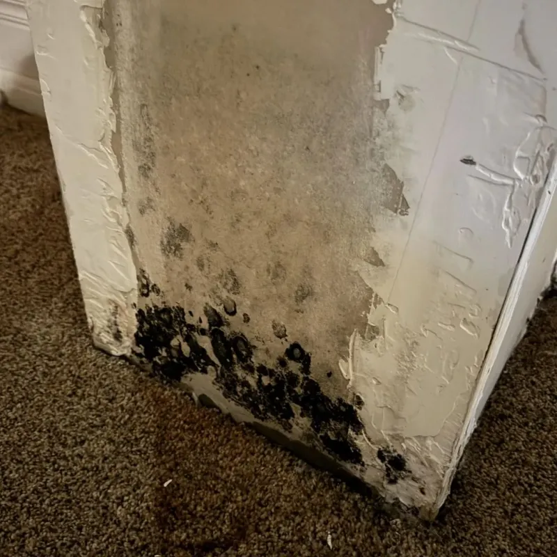 Professional Mold Removal in Madison County, VA